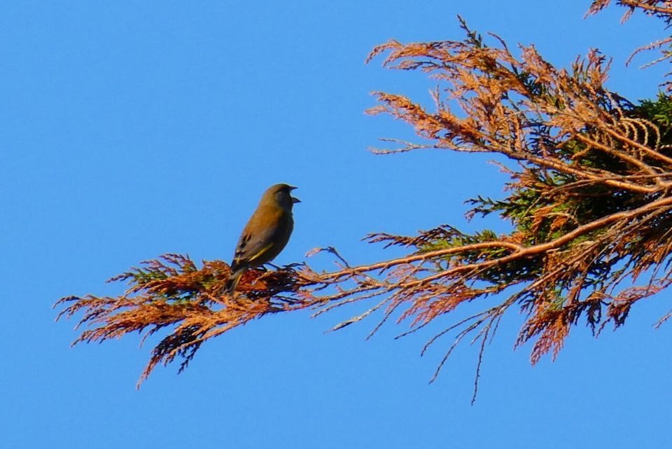 Bird Song Walk; NPT for Nature | Craig Gwladys, Neath, WA | May 15, 2022