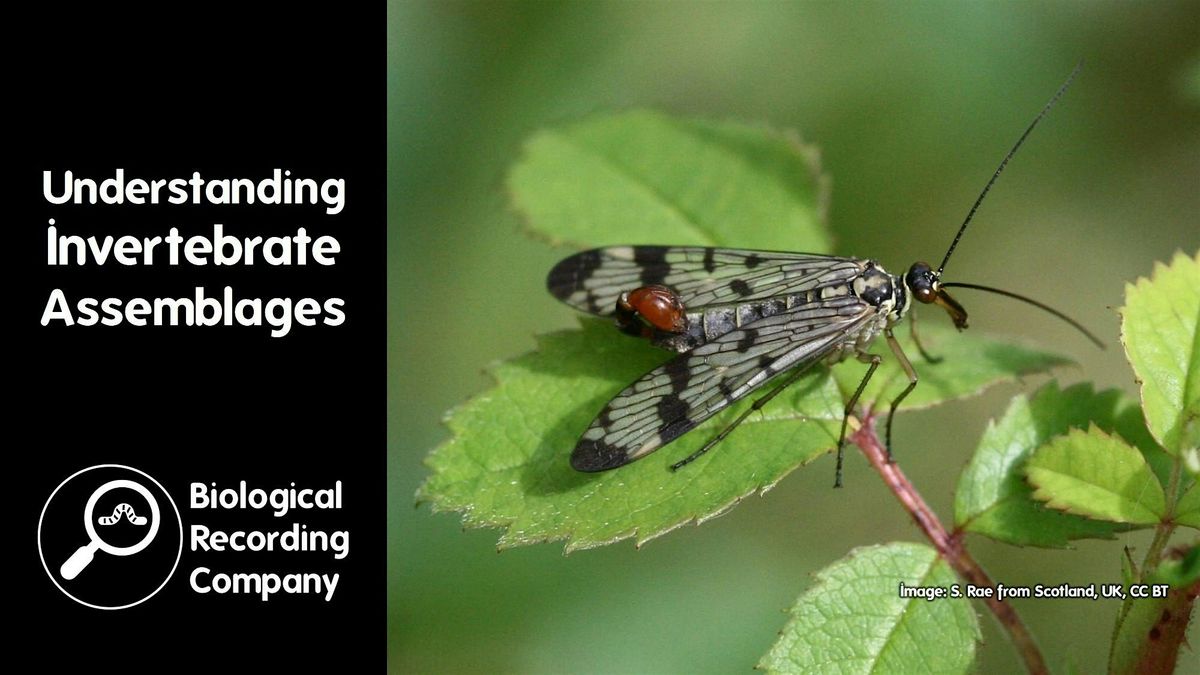 Understanding Invertebrate Assemblages
