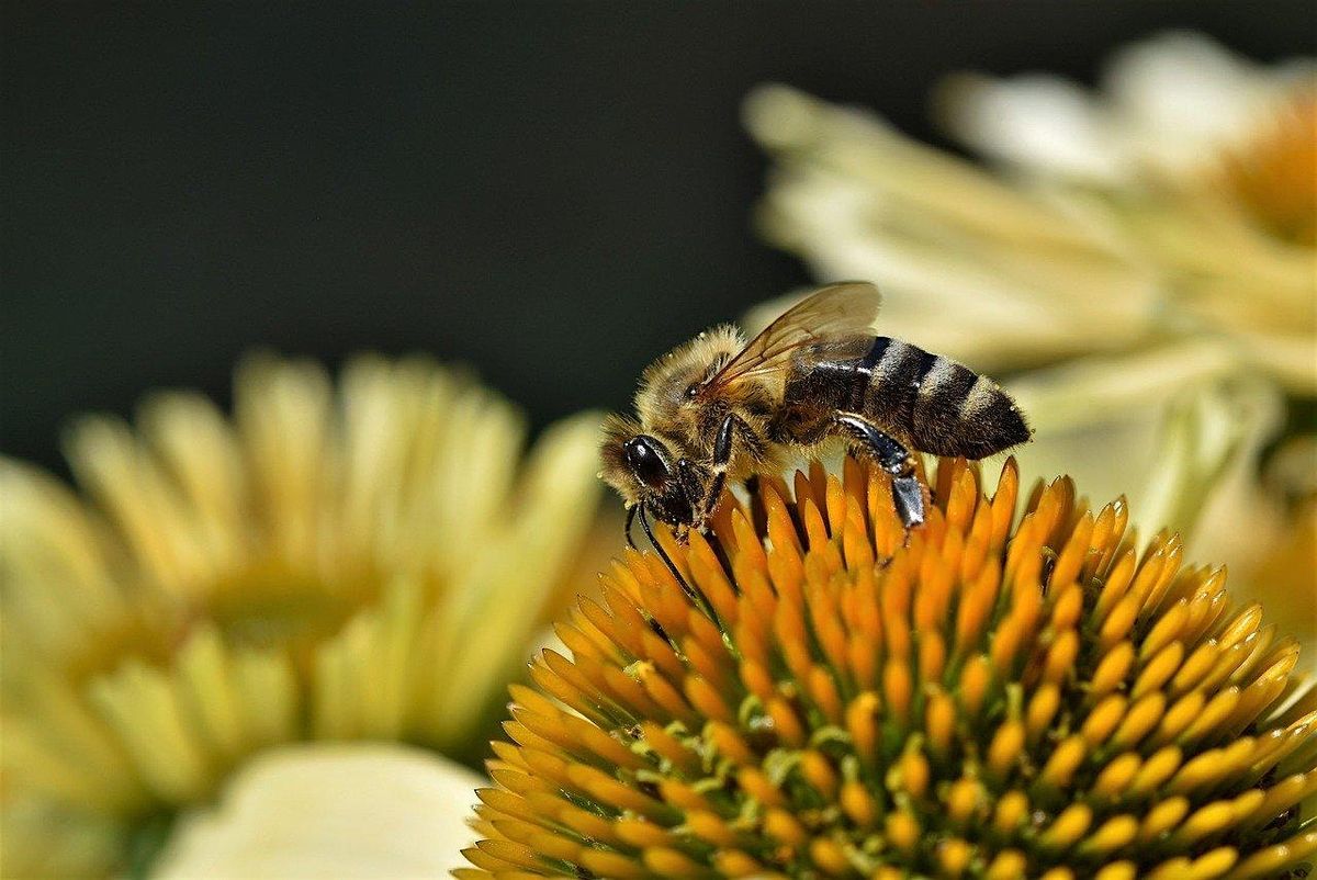 Think Green Thursday: Pollinators