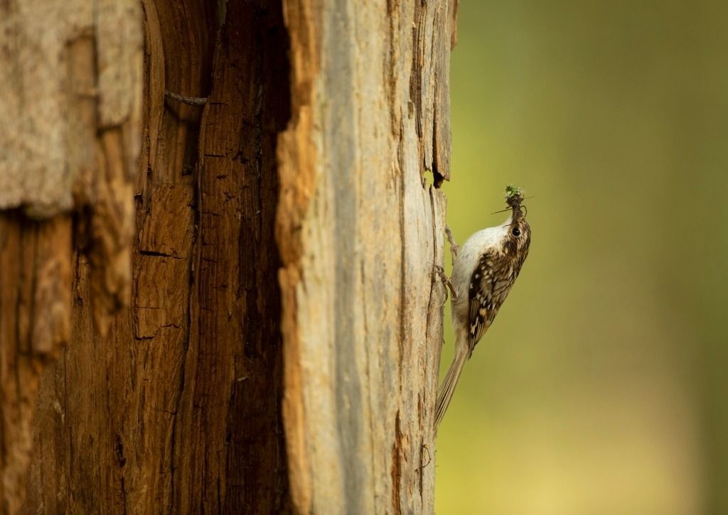 An Introduction to Sherwood Forest - Nature Walk | Sherwood Forest ...