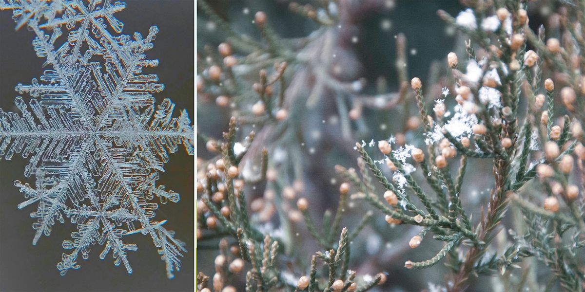 Snowflake Science (Ages 4+)