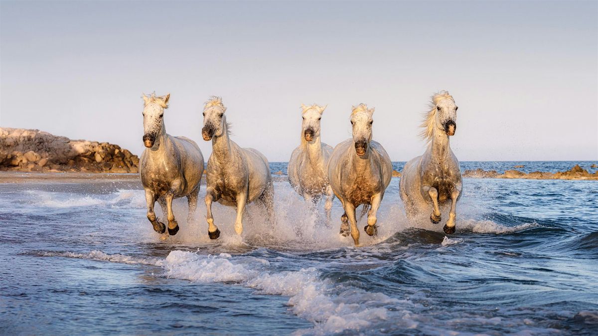 Ultimate South of France Photography Workshop \u2013 Lavender & Wild Horses