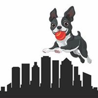 Boston Terriers of Boston