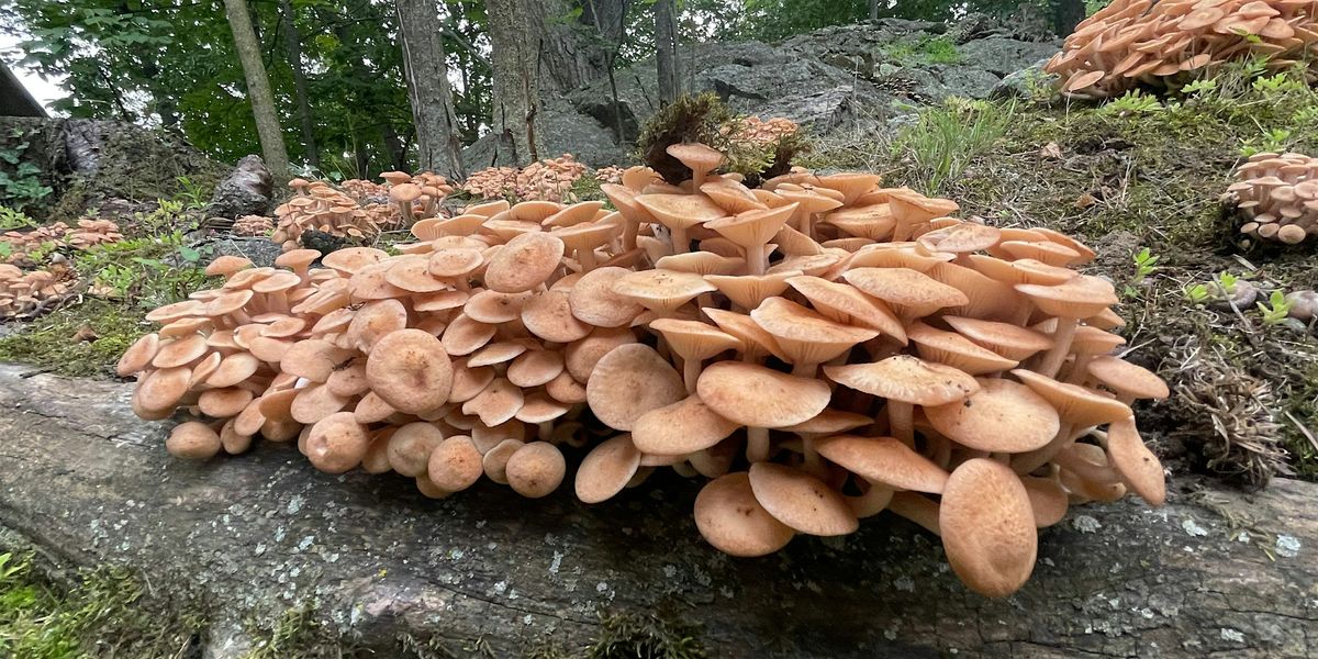 Spring Fungi Walk - May 23