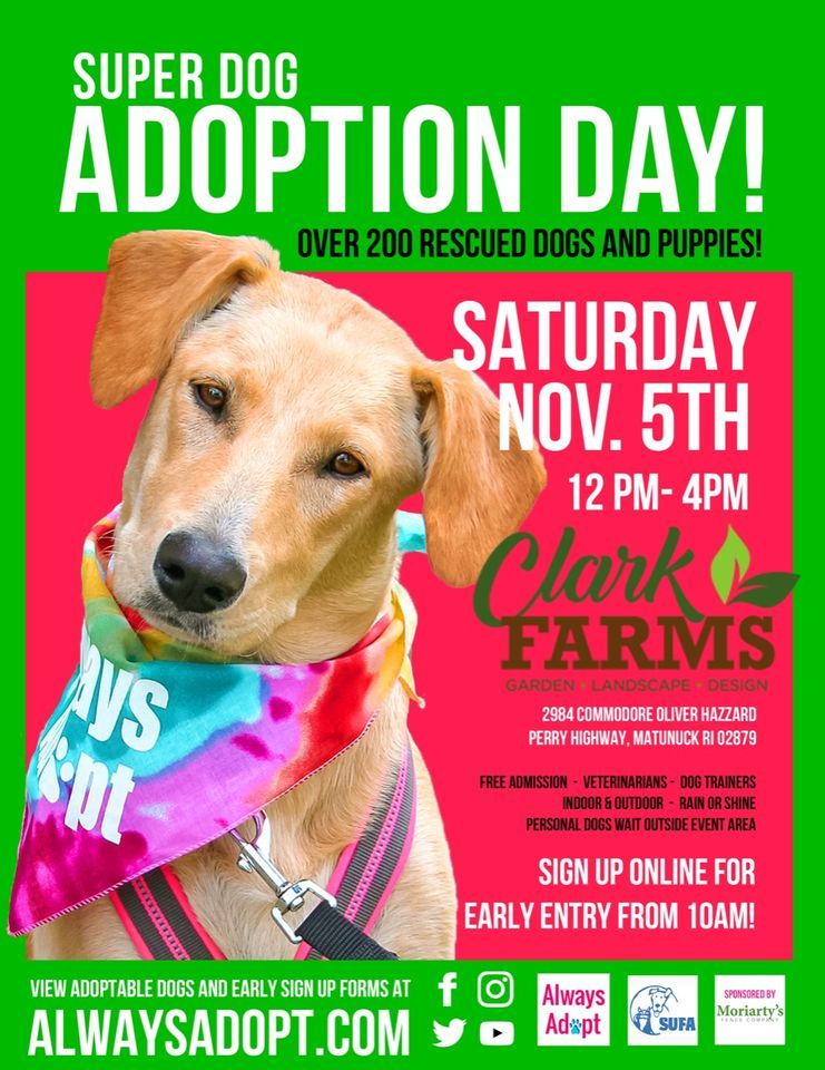Super Dog Adoption Day Clark Farms, Wakefield, RI November 5, 2022