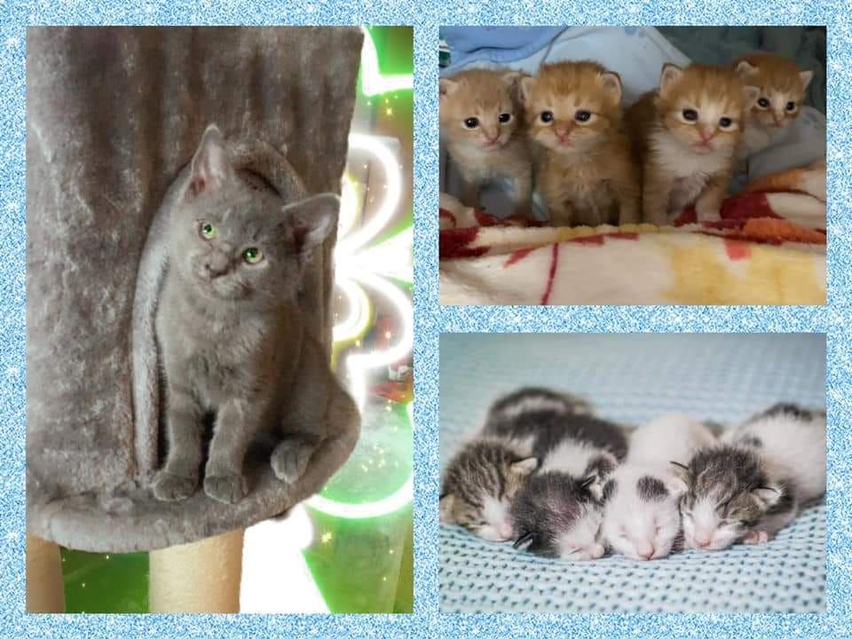 Feline Solutions Adoption Event PetSmart (York, PA) May 27, 2023