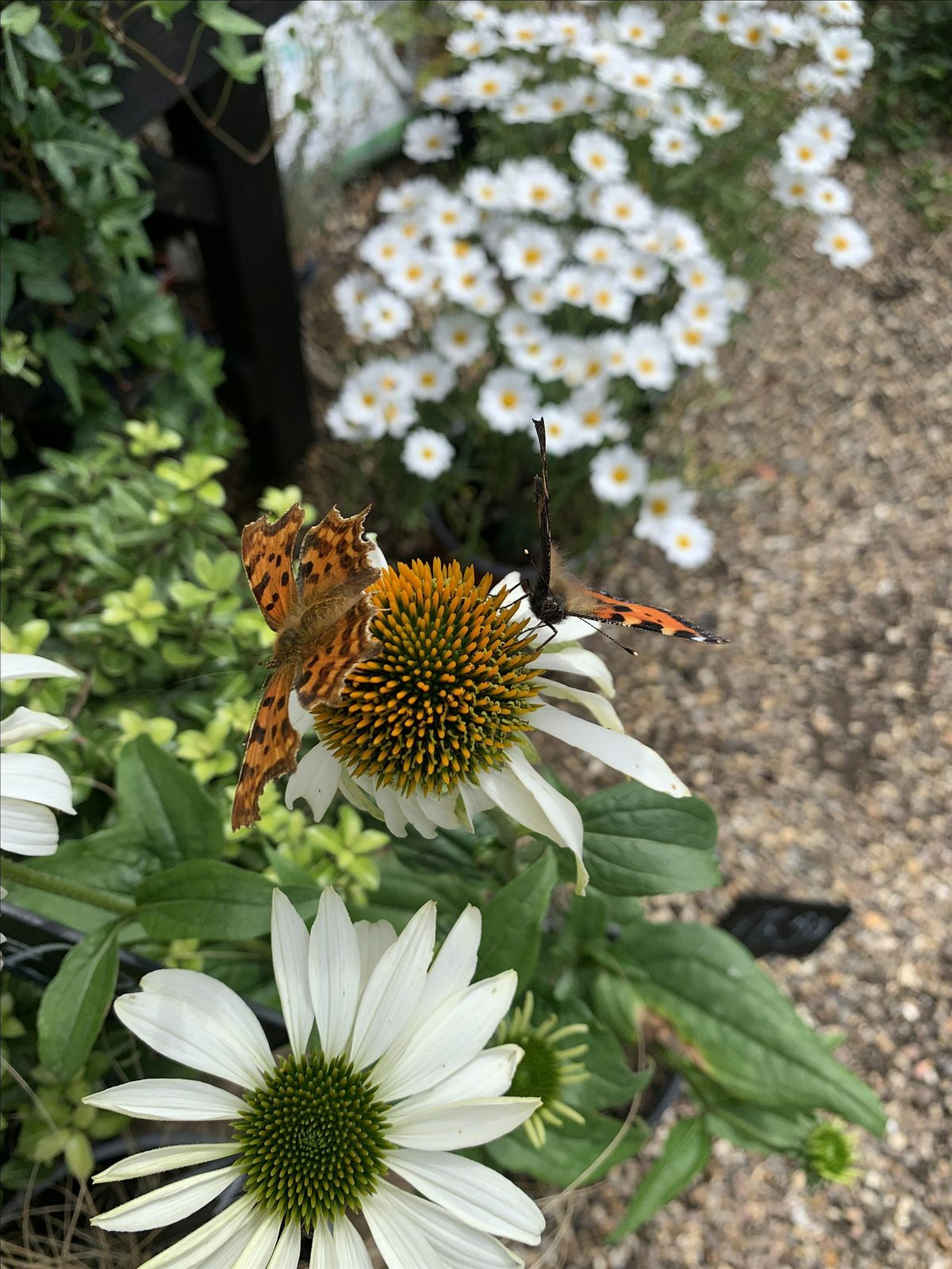 Gardening for Urban Butterflies