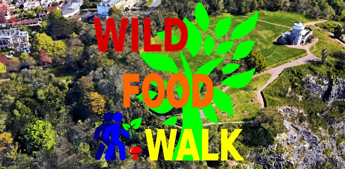 December Avon Gorge (Bristol) Wild Food Foraging\/ Forager Walk.