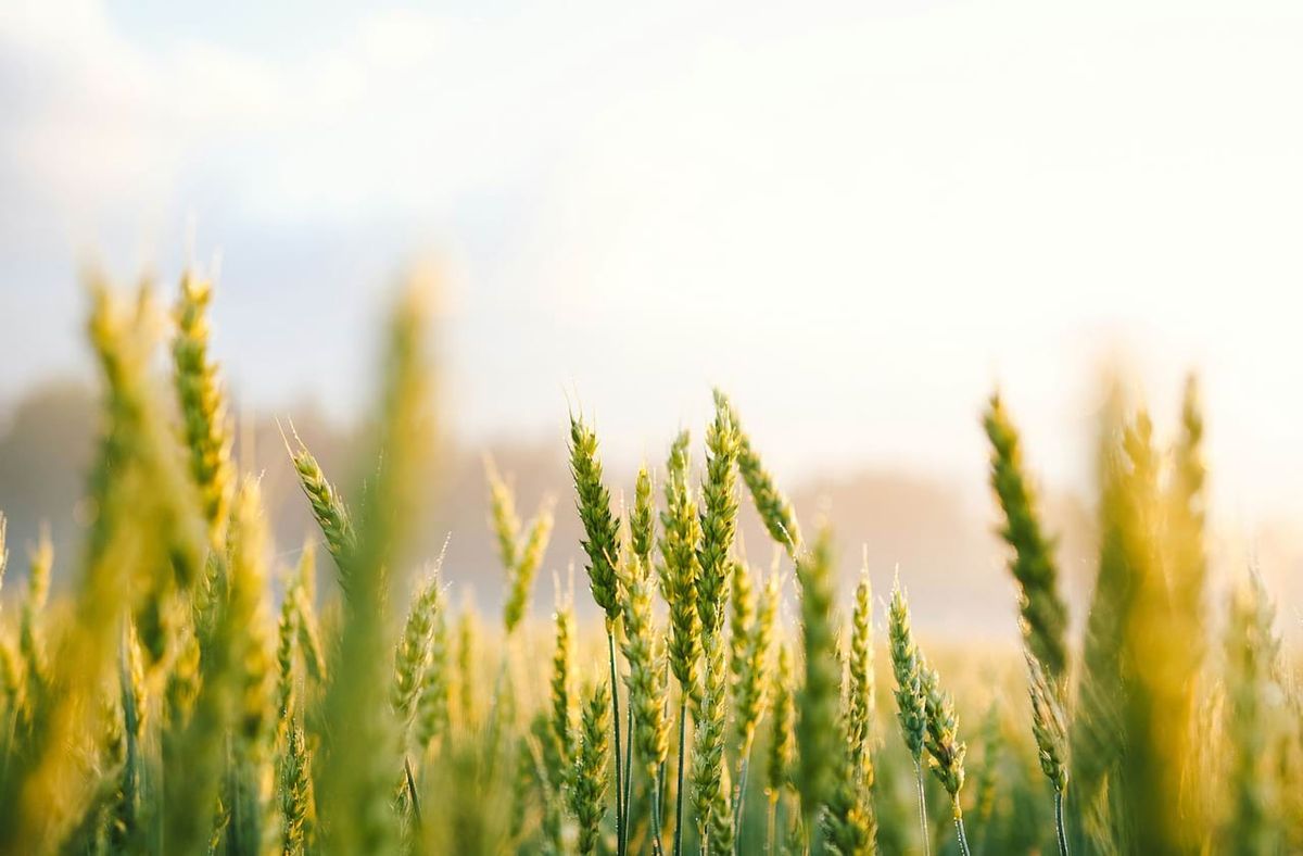 Stardew Valley - Symphony of Seasons - Tucson