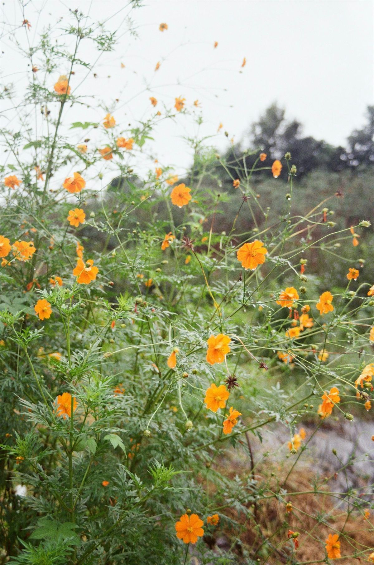 Getting Started with your Botanical Dyes Garden