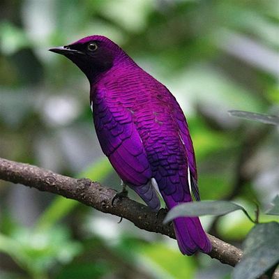 AIB Trinity Climate Hub