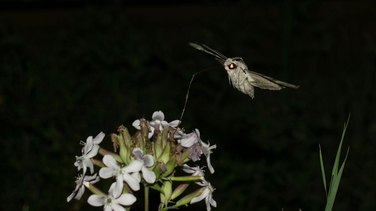 Garden Pollinators at Dusk