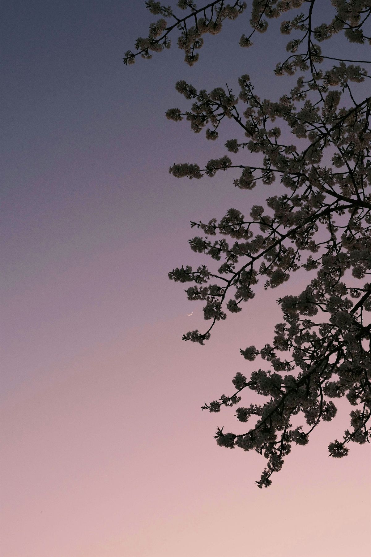 Decorate a Flower Pot and Celebrate Spring on the New Blue Moon