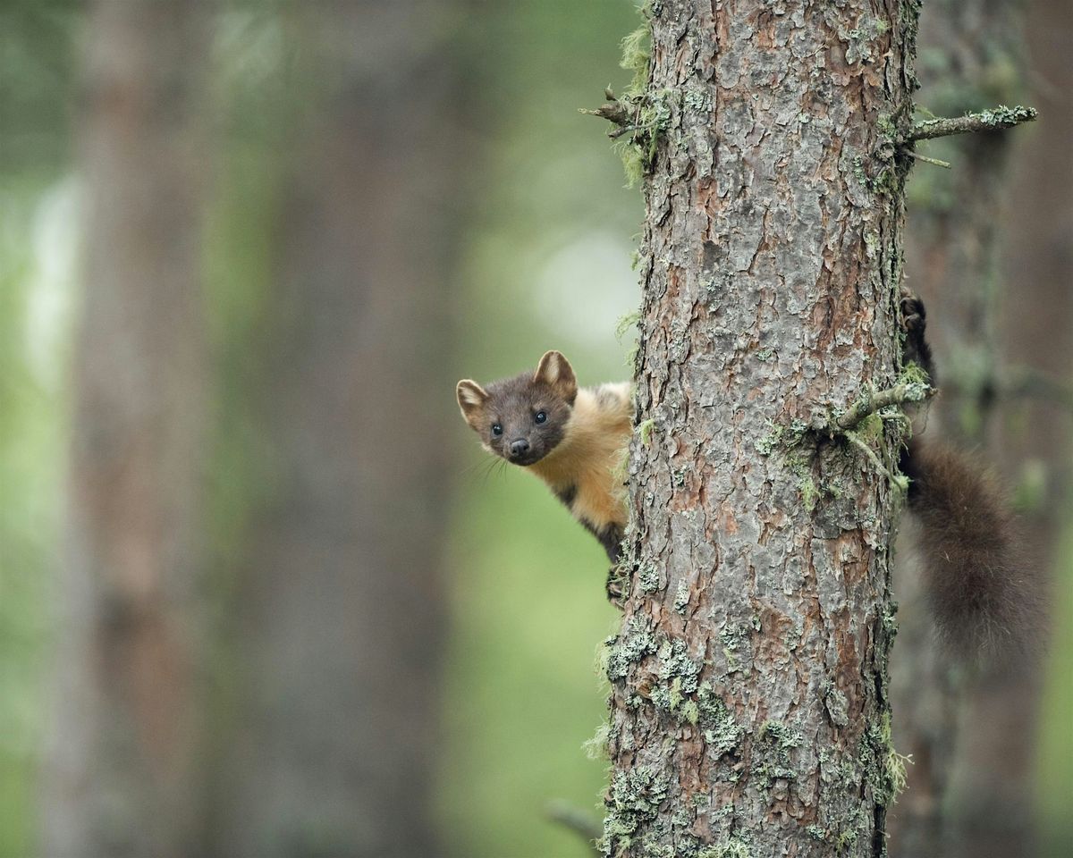 Pine marten storytelling event (Fingle Bridge)