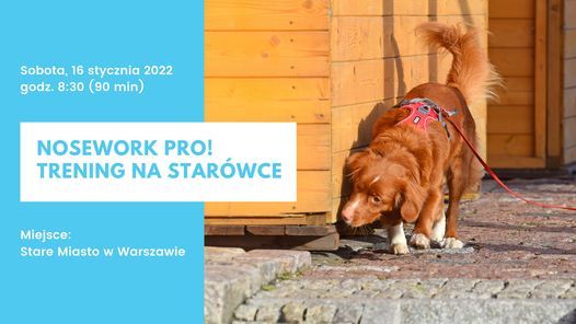 Nosework Pro: Trening terenowy - Stare Miasto w Warszawie