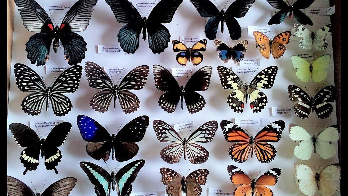 Butterfly Pinning with Tangle of Thorns