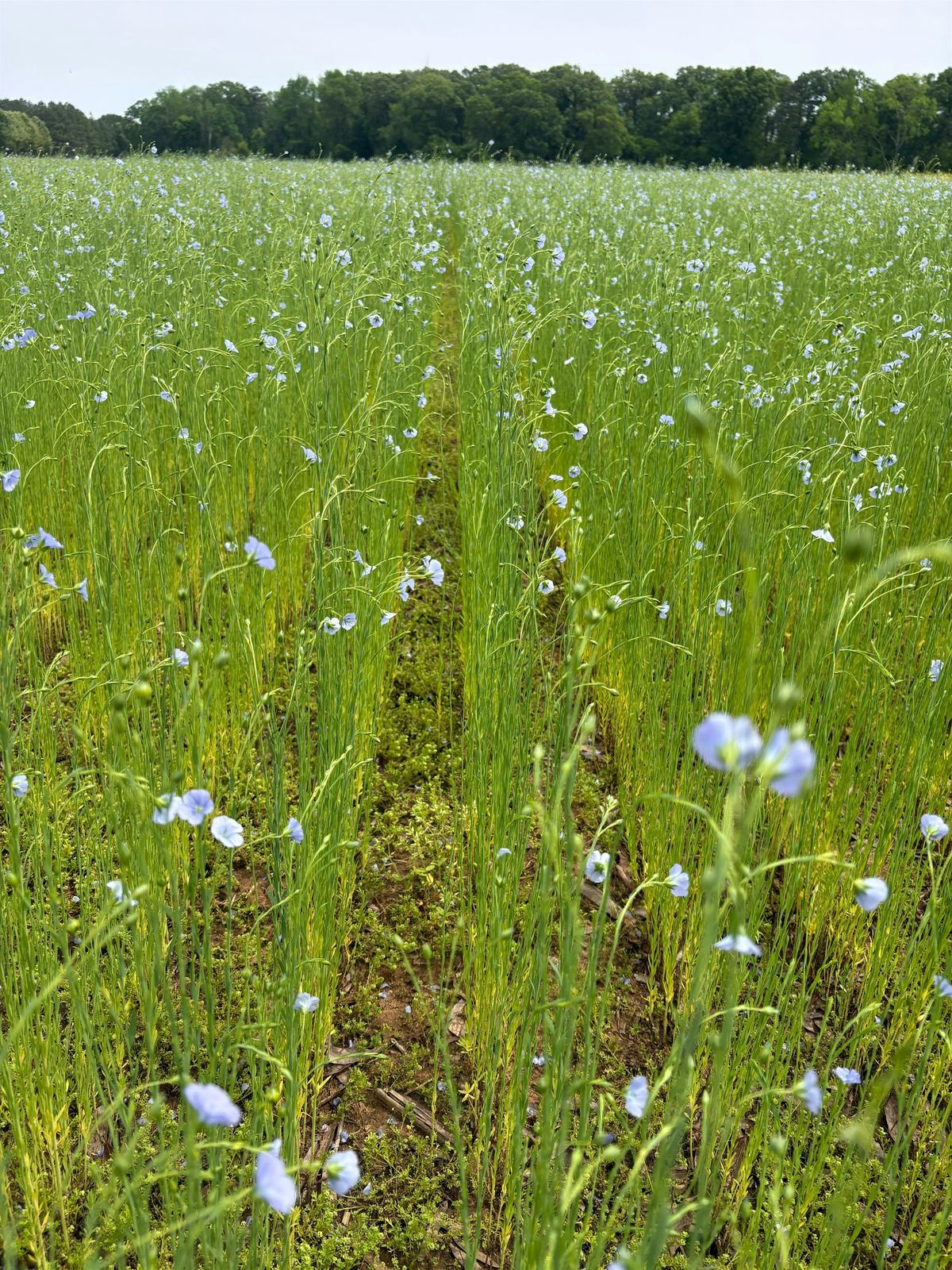 2026 Fiber Flax Field Day