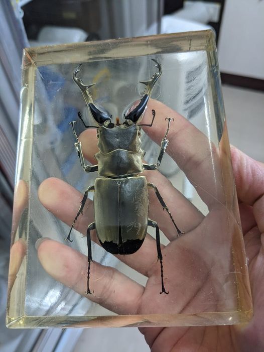 霍格華茲的甲蟲課程2 水晶甲蟲標本製作 手心親子生活實作空間 Taoyuan Ta November 28 21 霍格華茲的甲蟲課程2 水晶甲蟲標本製作 手心親子生活實作空間 Taoyuan Ta November 28 21