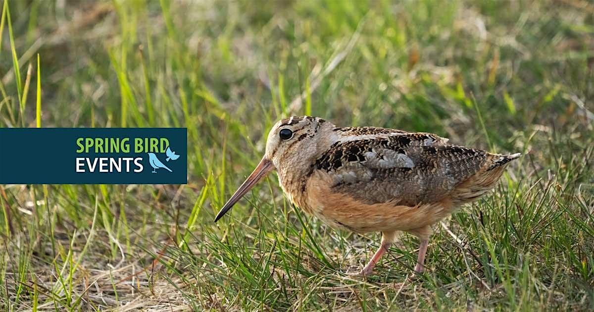 Timberdoodle Walk Dance of the Timberdoodle: Courtship of the American Woodcock at Tommy ...
