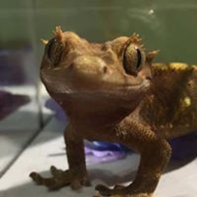 Reptile Expo