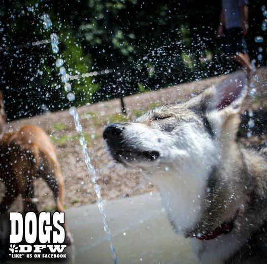 DOGSDFW ~ Bark Park at Bear Creek Park ~ Grapevine, TX