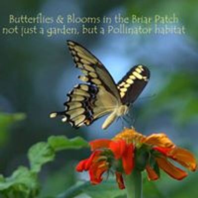 Butterflies & Blooms in the Briar Patch