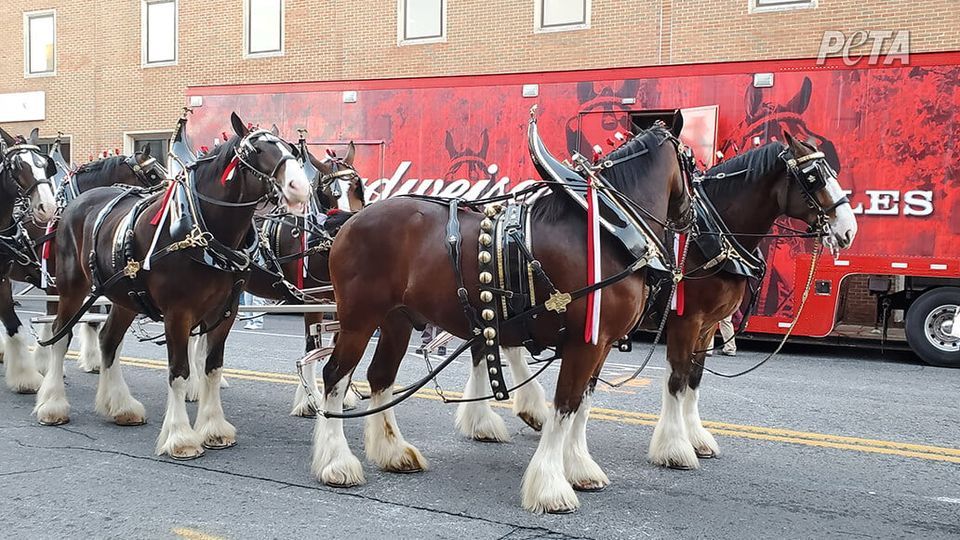 Protest Tail Docking Of Budweiser Clydesdales BELL TOWER SHOPS protest-tail-docking-of-budweiser-clydesdales-bell-tower-shops