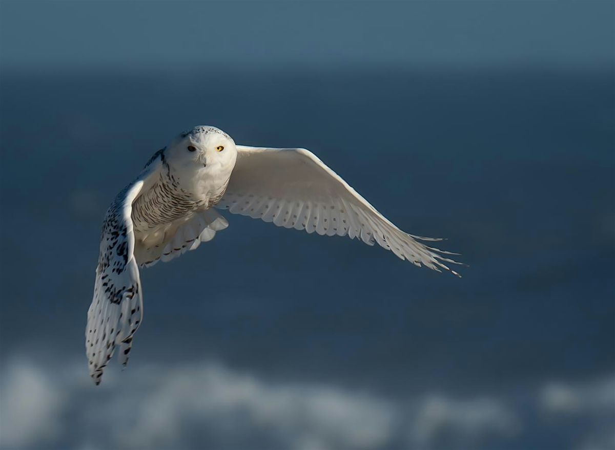 Meet the Artist: Joe Yaiullo | Photographer, Sculptor & Aquarist