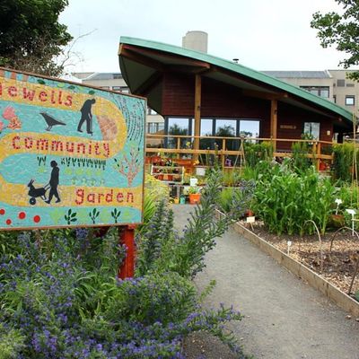 Ninewells Community Garden