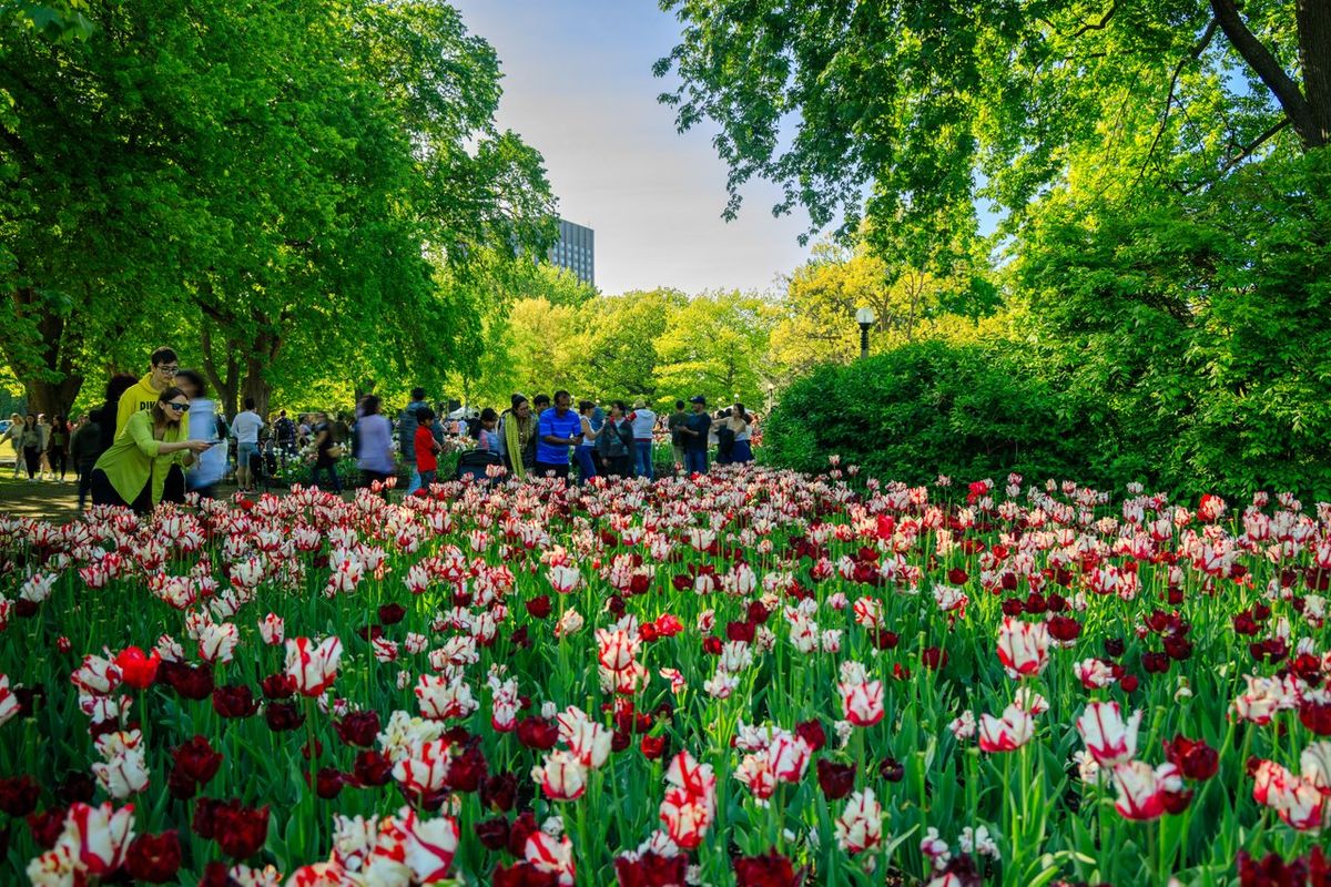 Parking Mamma Mia! - Ottawa