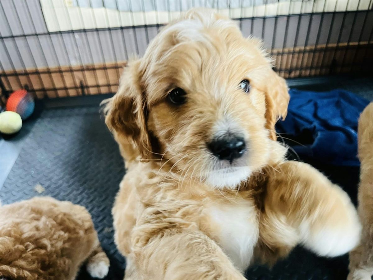 Running for Rescues 5k