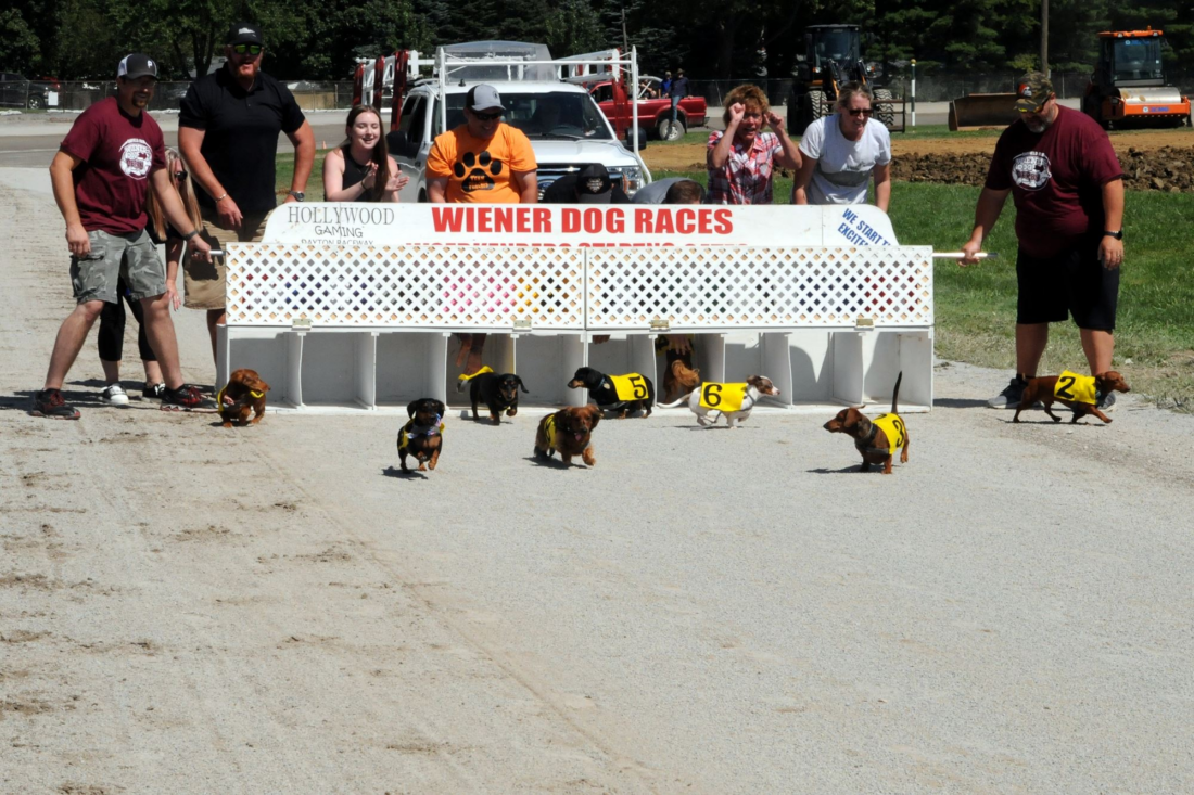 Fair Grounds - Wiener Dog Races