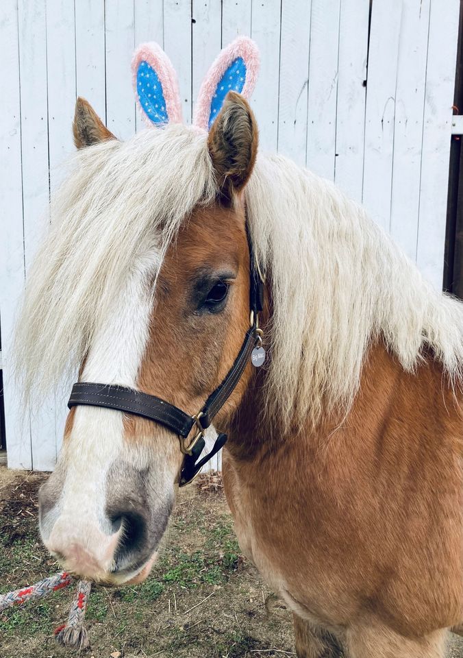 Spring Photo with a Horse Lockwood Park Rockford Park District April 16, 2022