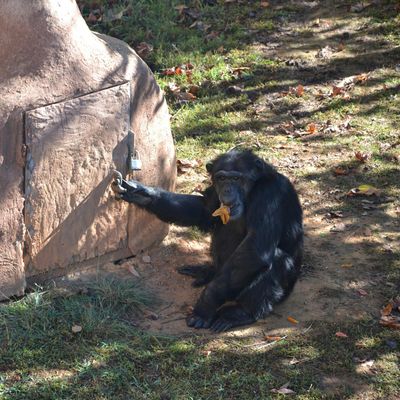 Project Chimps