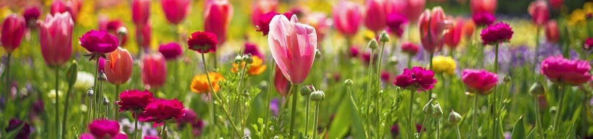 RHS Chelsea Flower Show - Friday Afternoon Tickets