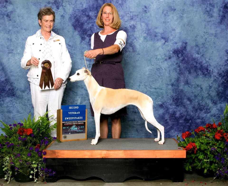 MAHA Hound Specialty Show Raleigh Fairgrounds May 13 2023 maha-hound-specialty-show-raleigh-fairgrounds-may-13-2023