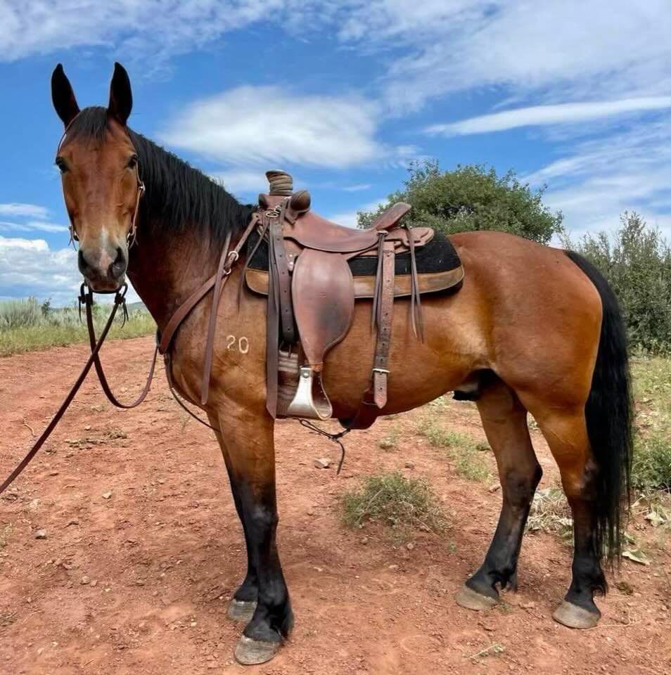 Centennial Select Horse Sale Weekend The Ranch Events Complex