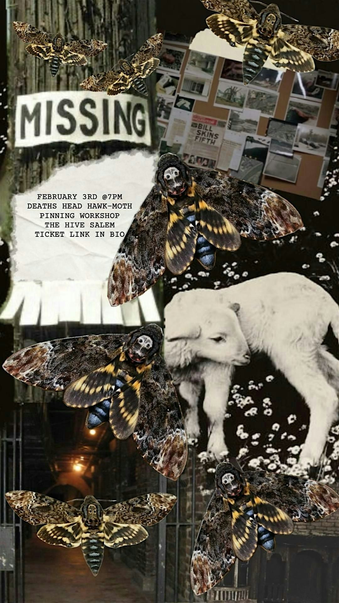 Deaths Head Hawk-Moth Pinning