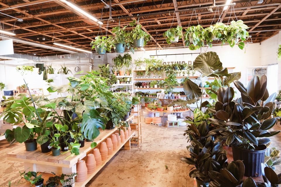 Kokedama for Beginners | Saturday, June 17th | 4-5pm