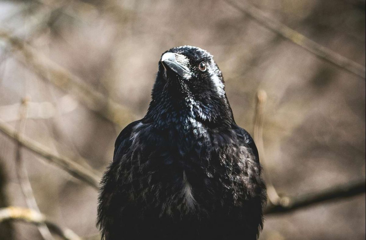 Welcome To Night Vale - Murder Night In Blood Forest with Erin McKeown at The Neptune Theatre