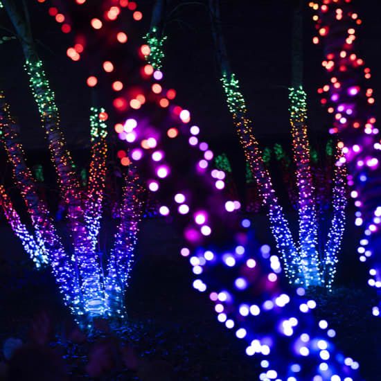 Lightscape at Chicago Botanic Garden