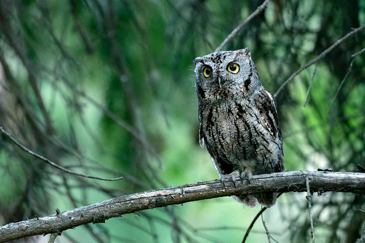 Western Screech-owl Working Group Meeting