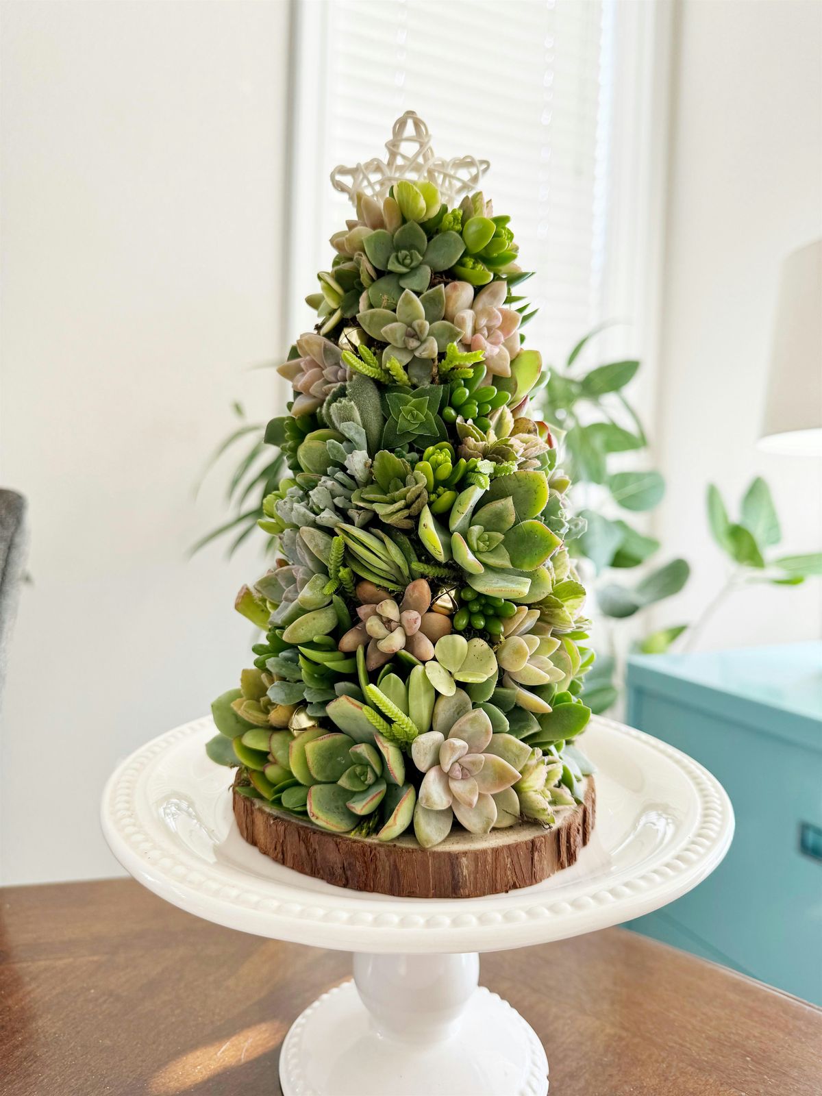 Succulent Christmas Tree Workshop