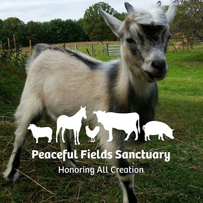 Peaceful Fields Sanctuary