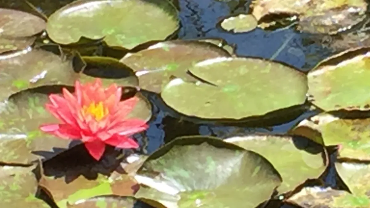 REMINDER: Our next meetup! \nMounts Botanical Garden, Sat. , October 18th. 9 - 3
