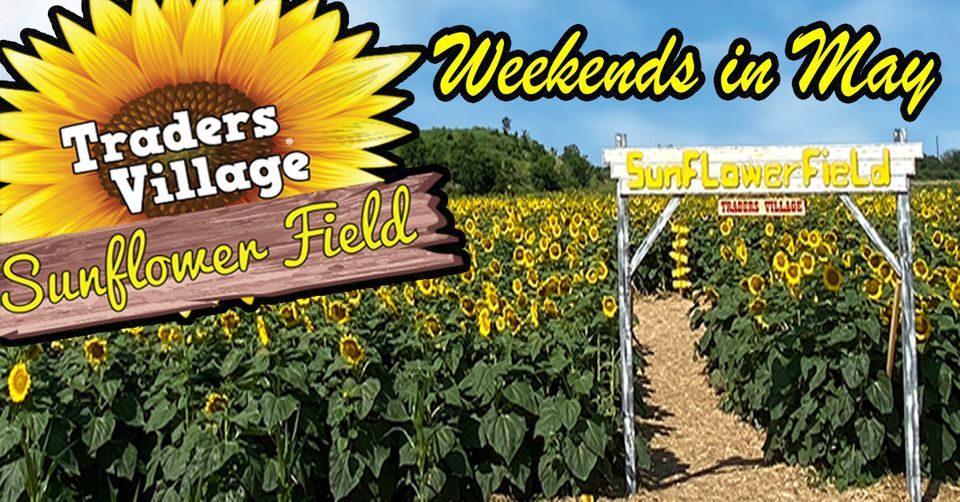 Sunflower Field 2022