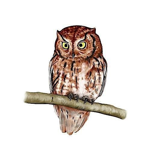 Nocturnal Wildlife Walk