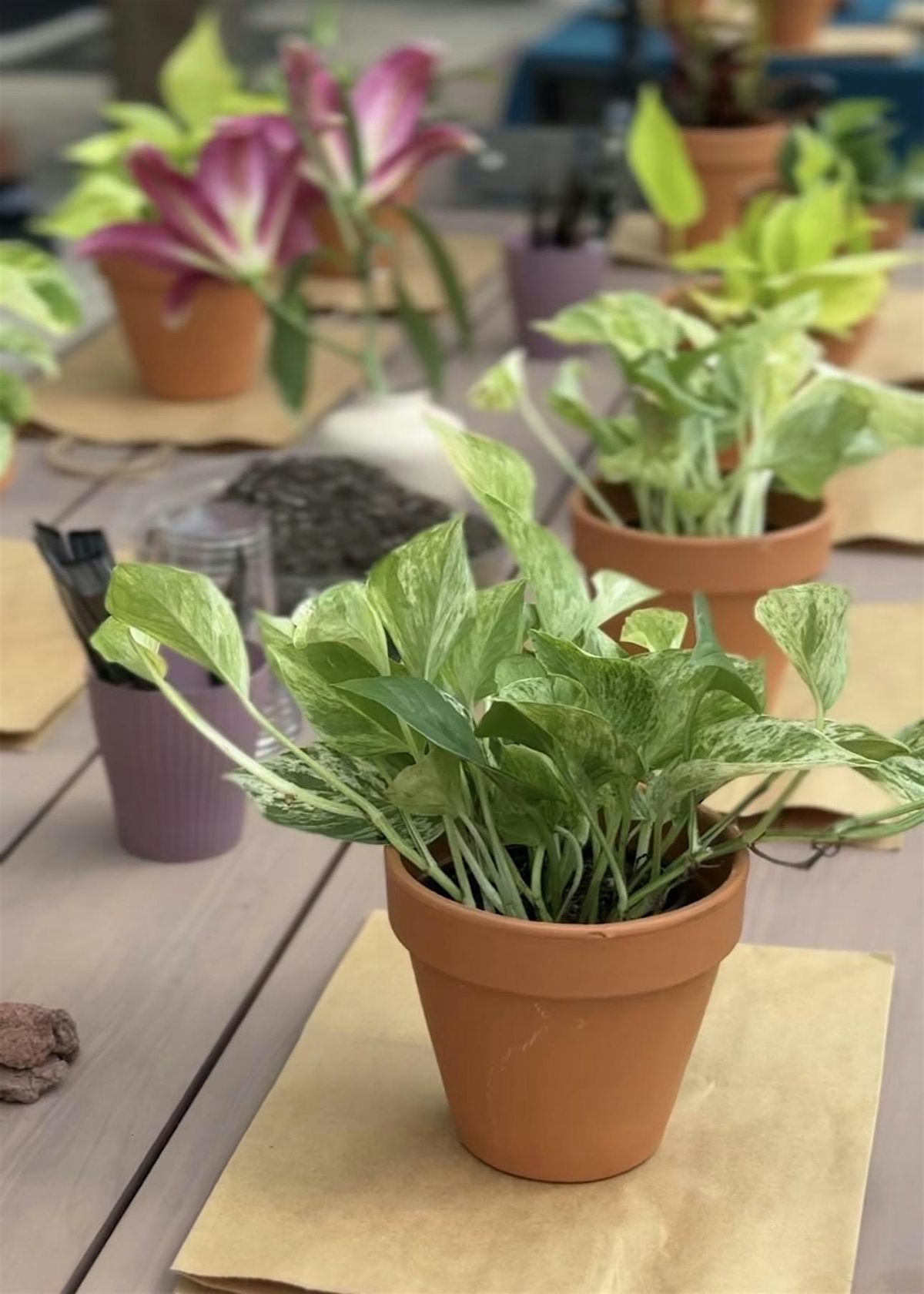 Plant Pals: Pot-A-Plant