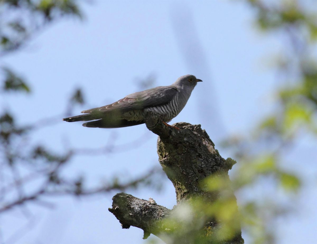 Birding visit to RSPB Otmoor