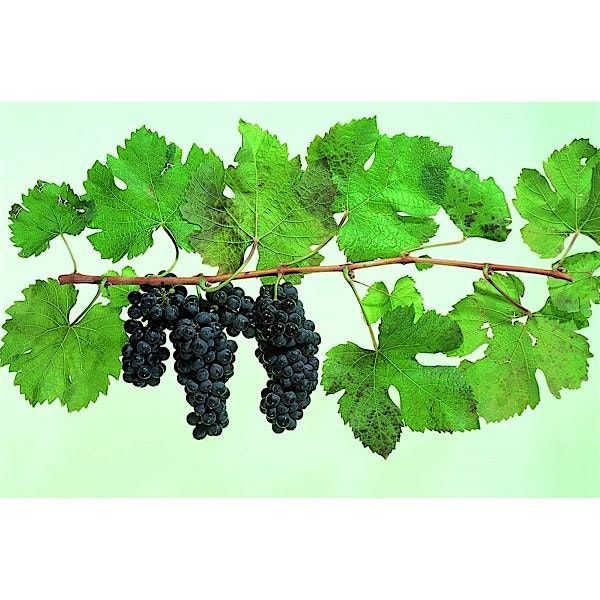 Best Wines for the Beach